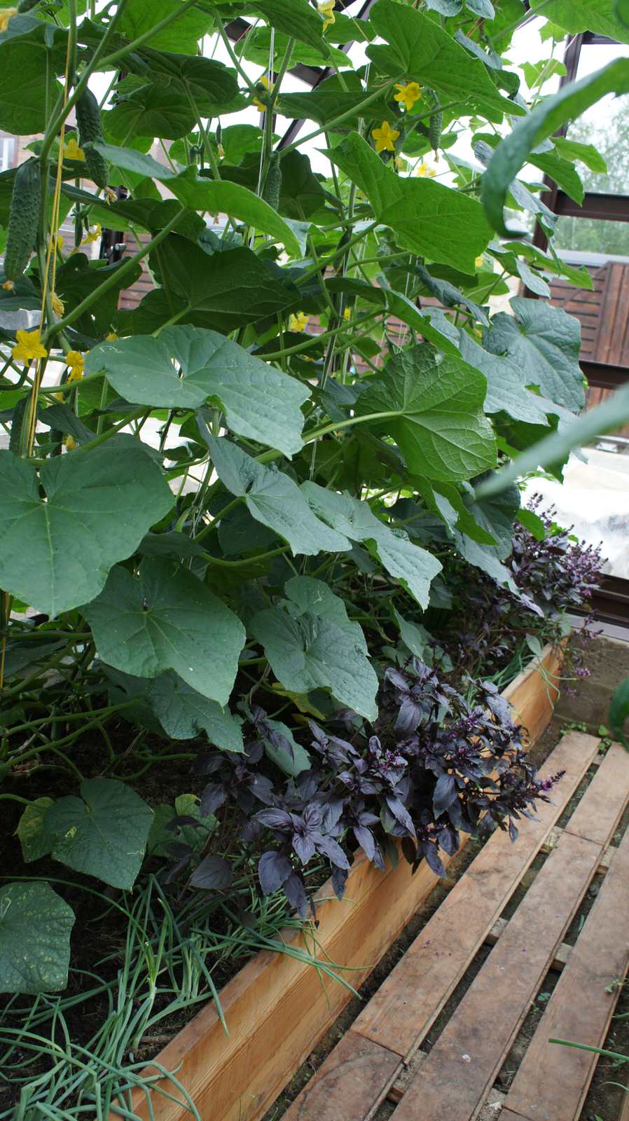 Прохорово лето 2017