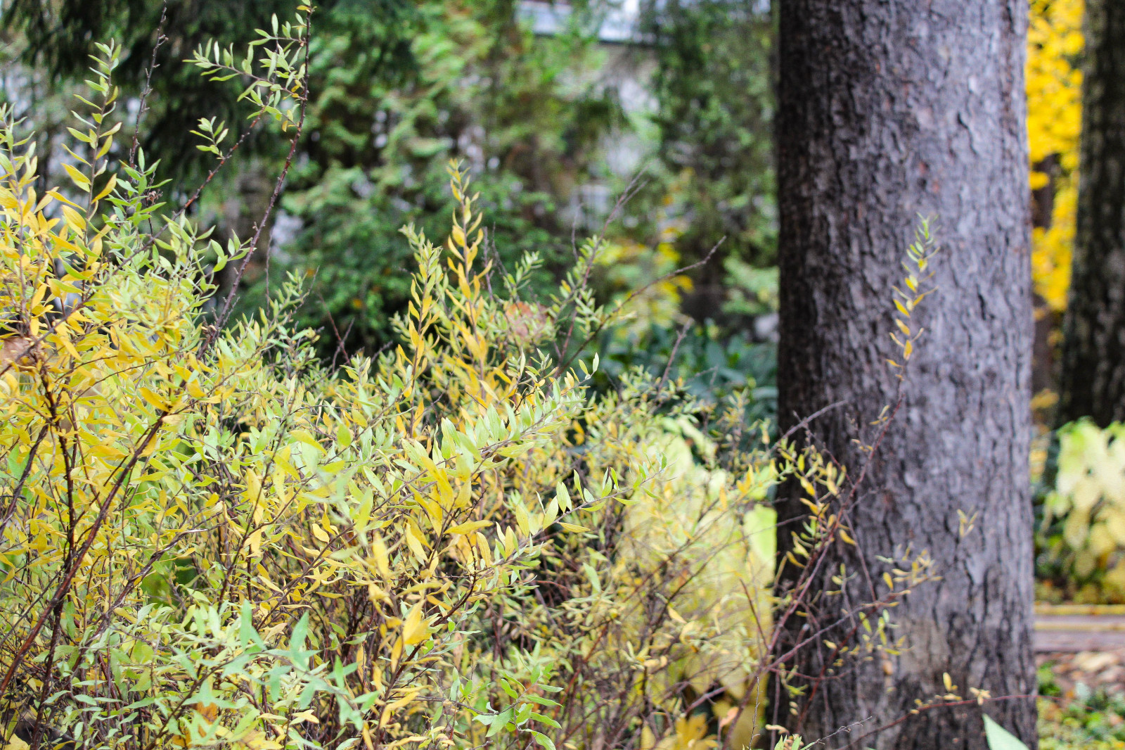 Генеральские дачи