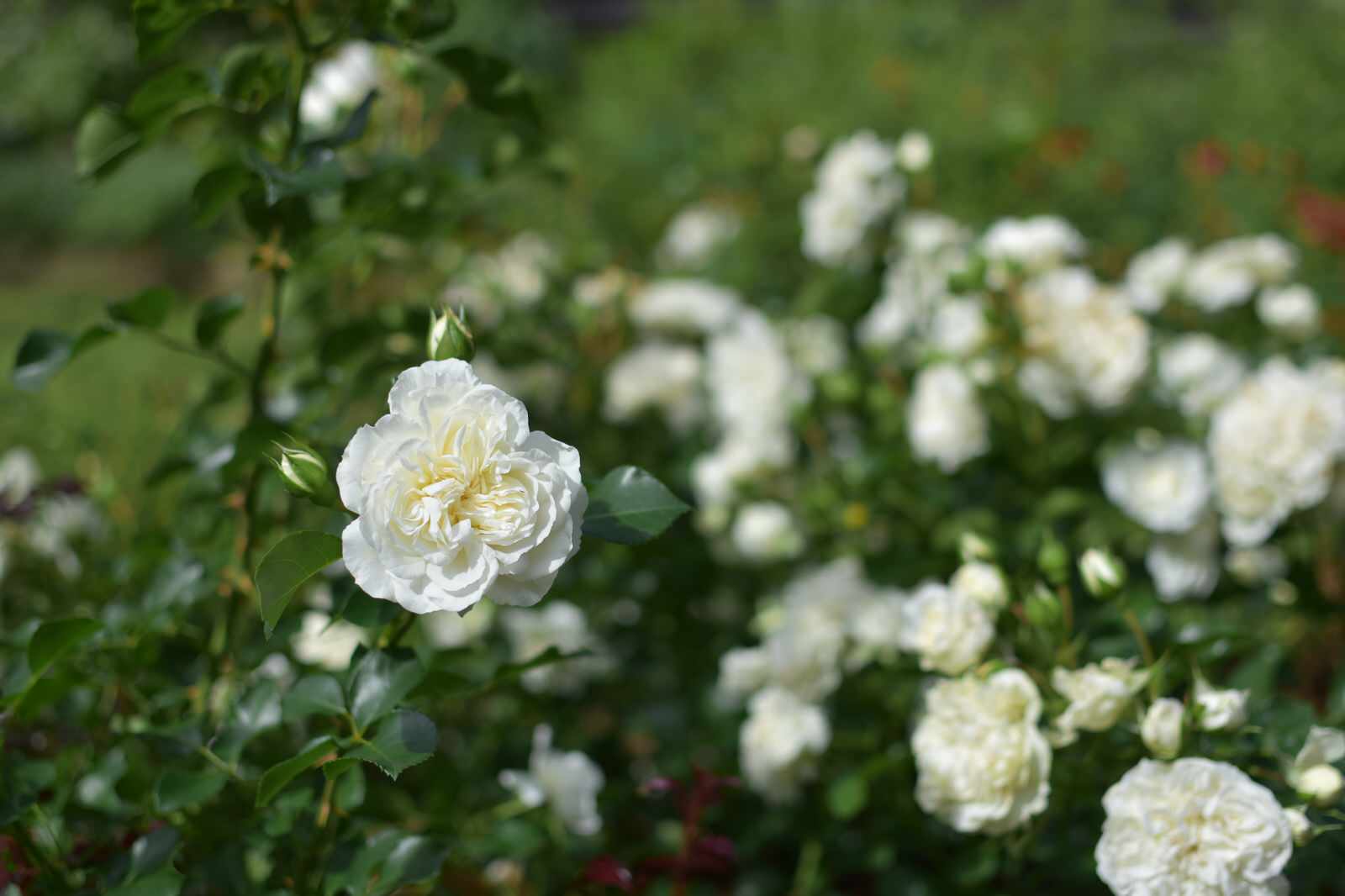 Сад в Карельском лесу