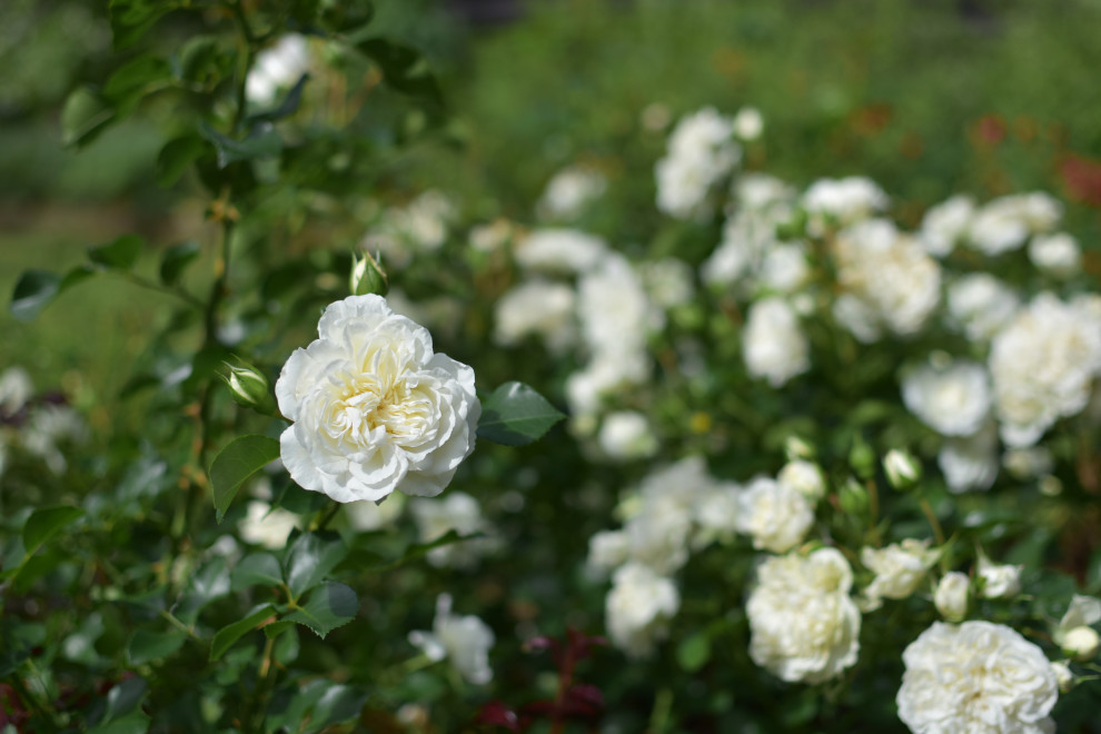 Сад в Карельском лесу