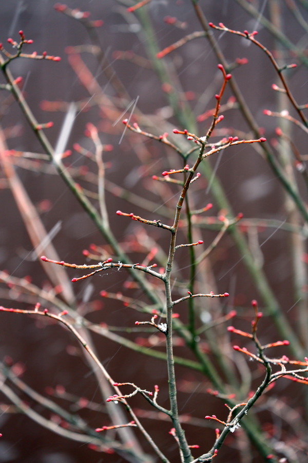 Сад в Вельяминово