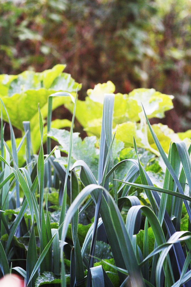 Сидераты: Как улучшить почву без удобрений