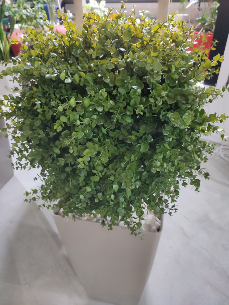 Растения для офисного пространства