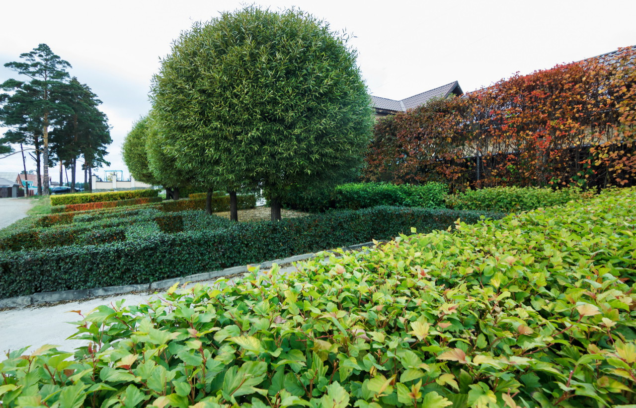 Искусство стрижки и формовки на наших объектах