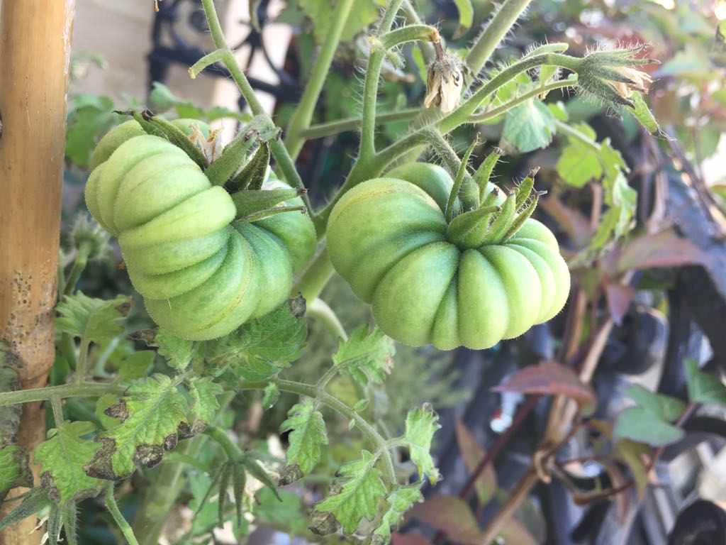 До и после: Балкон в Париже, где выращивают помидоры и мяту