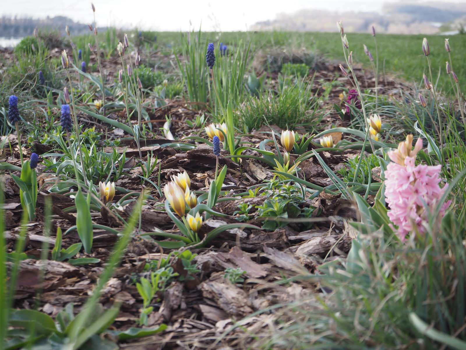 Сад с видом на Волгу