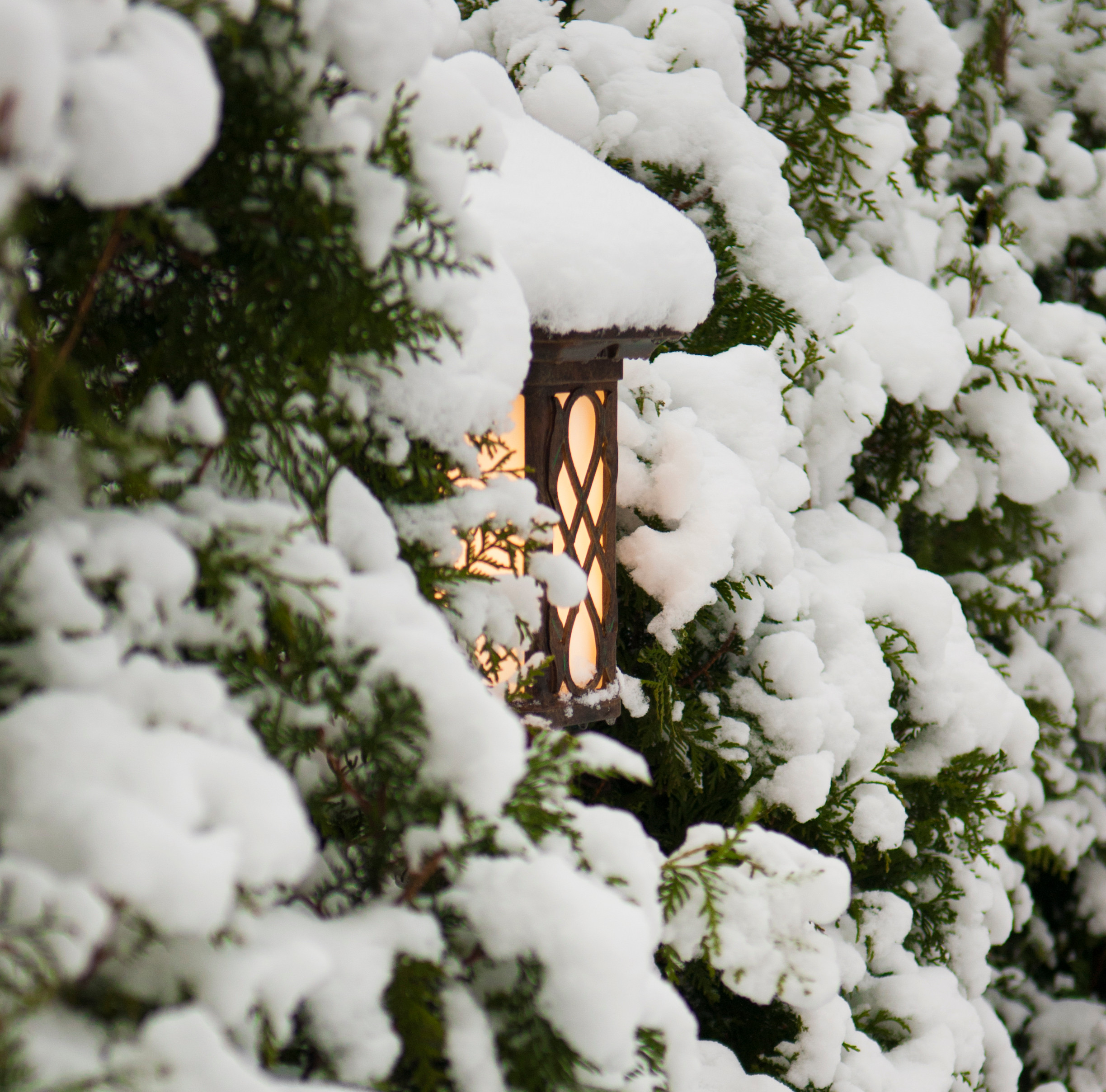 Новогодняя ель в горшке: Можно ли сохранить ее до весны