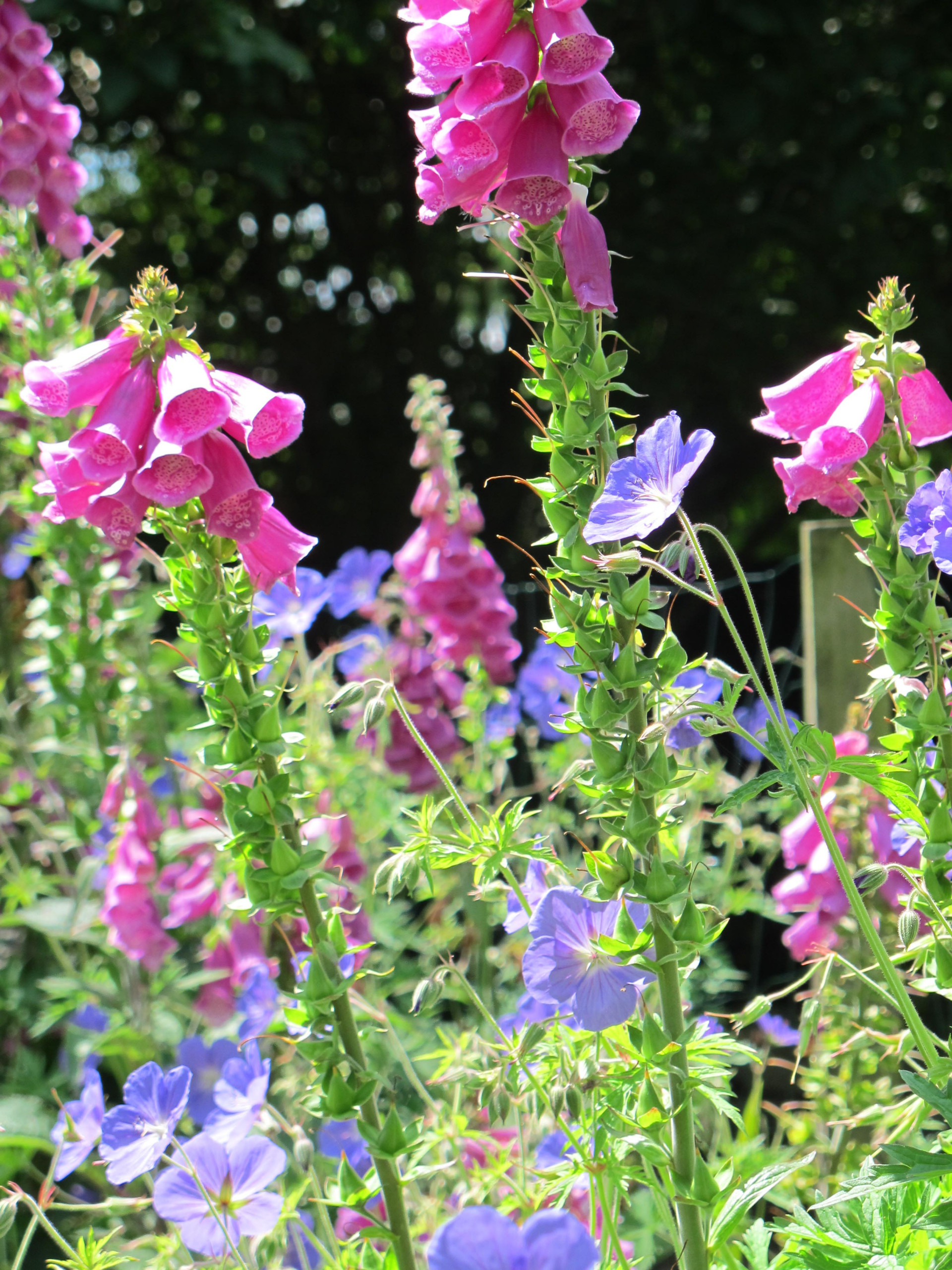 22 красиво цветущих растения для сырых и влажных мест в вашем саду