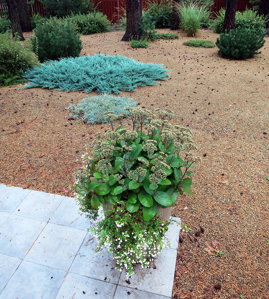 Маленький сад между большими соснами.