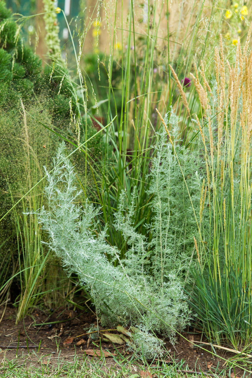 Сад   James Alexander-Sinclair  на Moscow Flower Show 2018  (вне  конкрса)