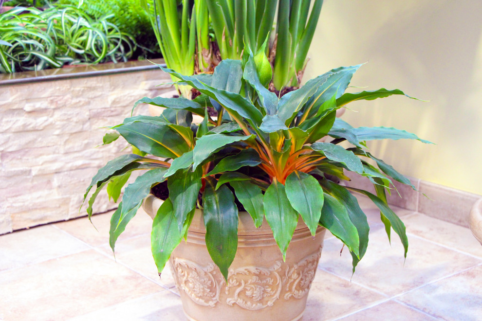 Мурманск, зимний сад