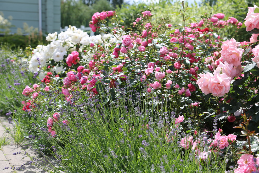 Розарии в садах NB-GARDEN