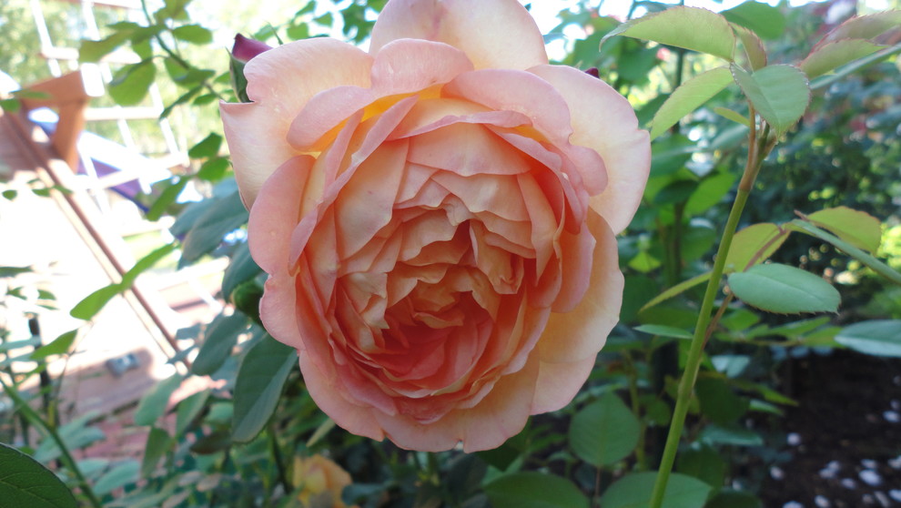 Сорт роз Д.Остина