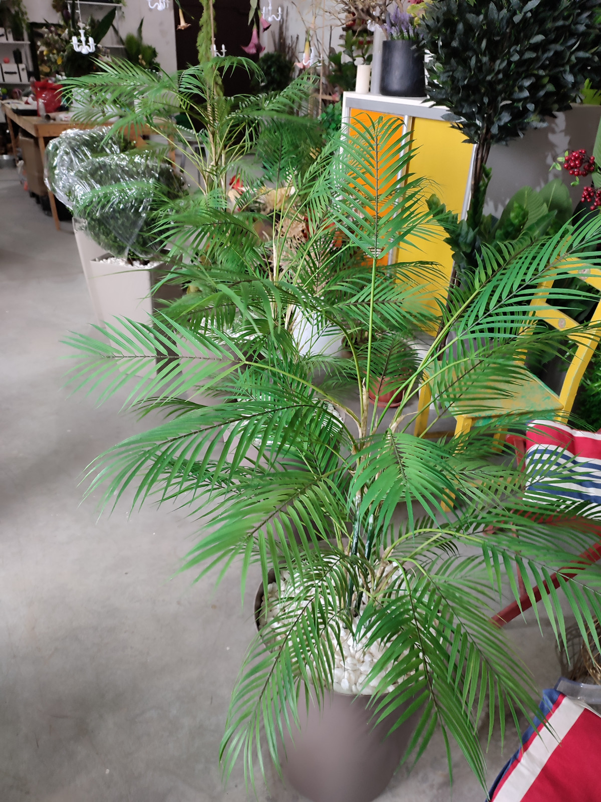 Растения для офисного пространства