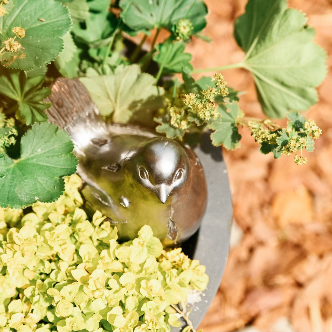 Обложка проекта: Выставочный сад Фестиваль Зелёная Комната в Калининграде "Другой сад"