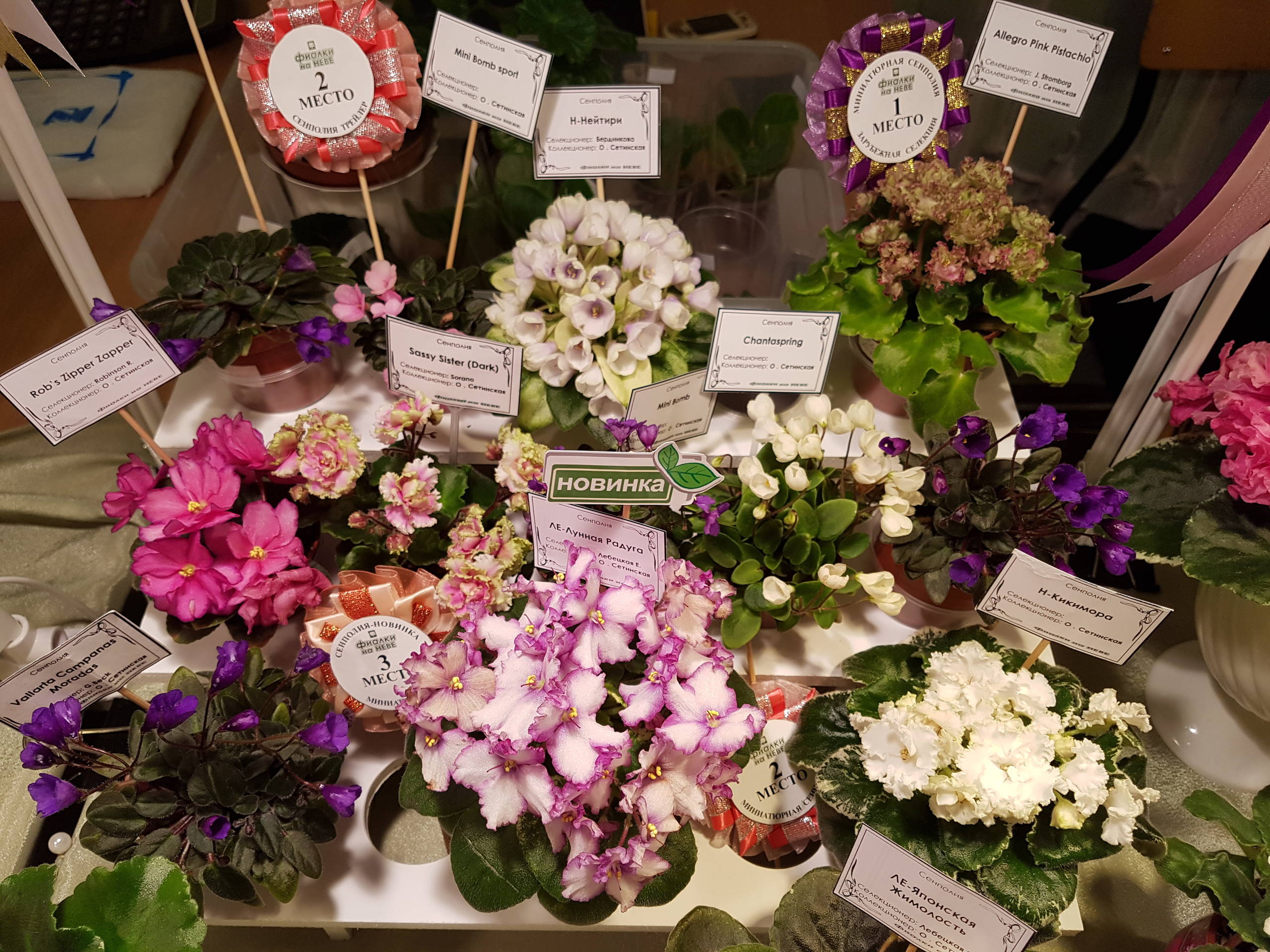 Растение месяца: Сенполия на подоконнике