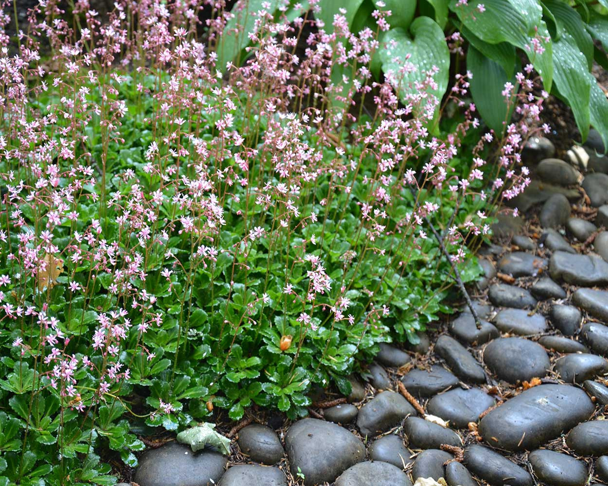 Обложка альбома: Галька в саду