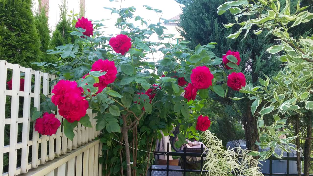 "Мечты о Провансе"