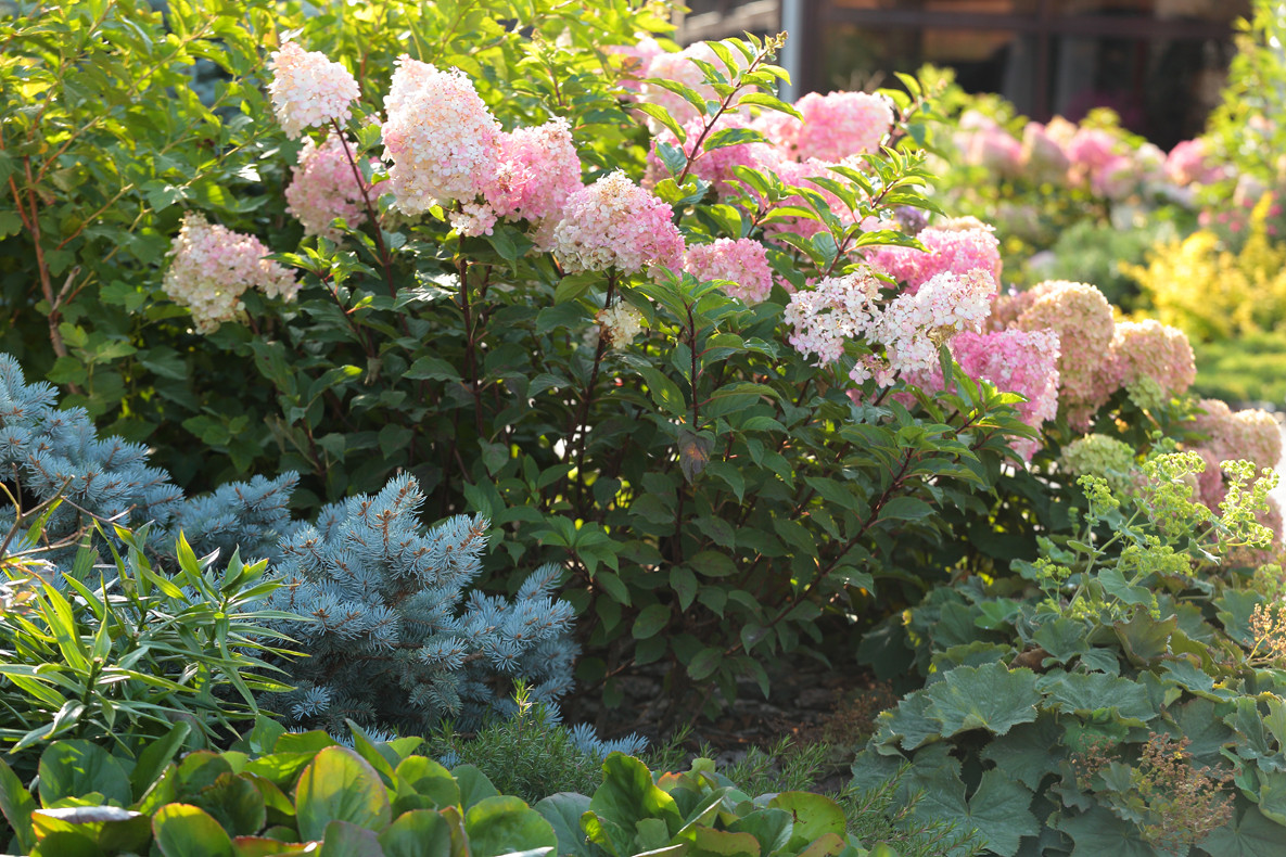 Обложка проекта: Хвойный миксбордер