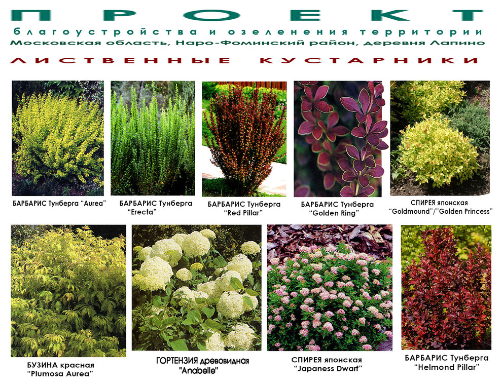 Проект ландшафтного дизайна дачного участка - кустарники - видеоряд.