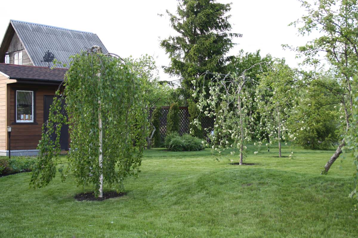 Обложка проекта: Тайцы