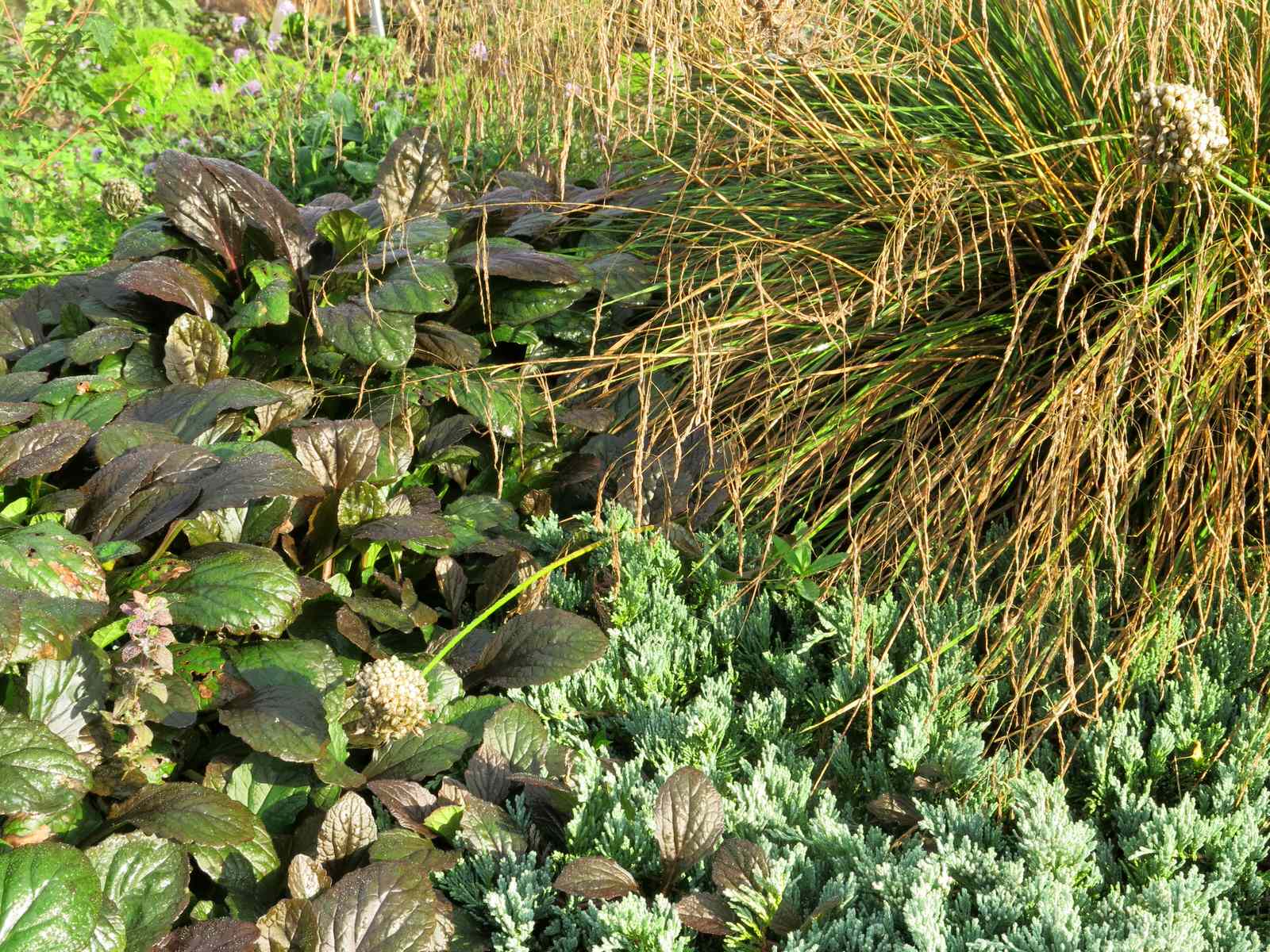 ЯГОДНОЕ ЛУКОШКО (РАСТВОРИВШИСЬ В РАДУГЕ). СЕЗОН 2016. УТРО