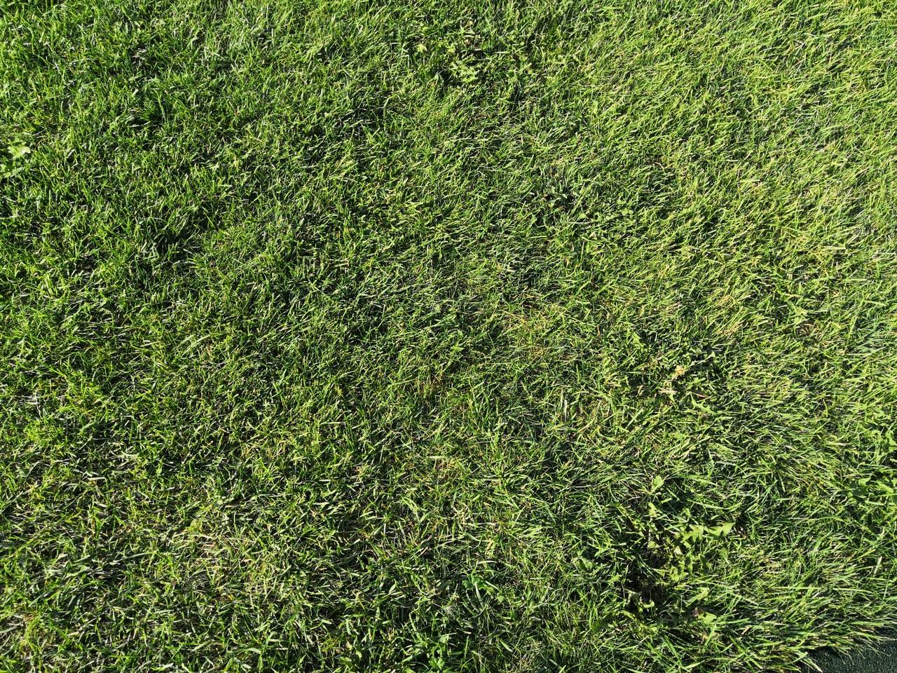 Фитопластика на общественной территории