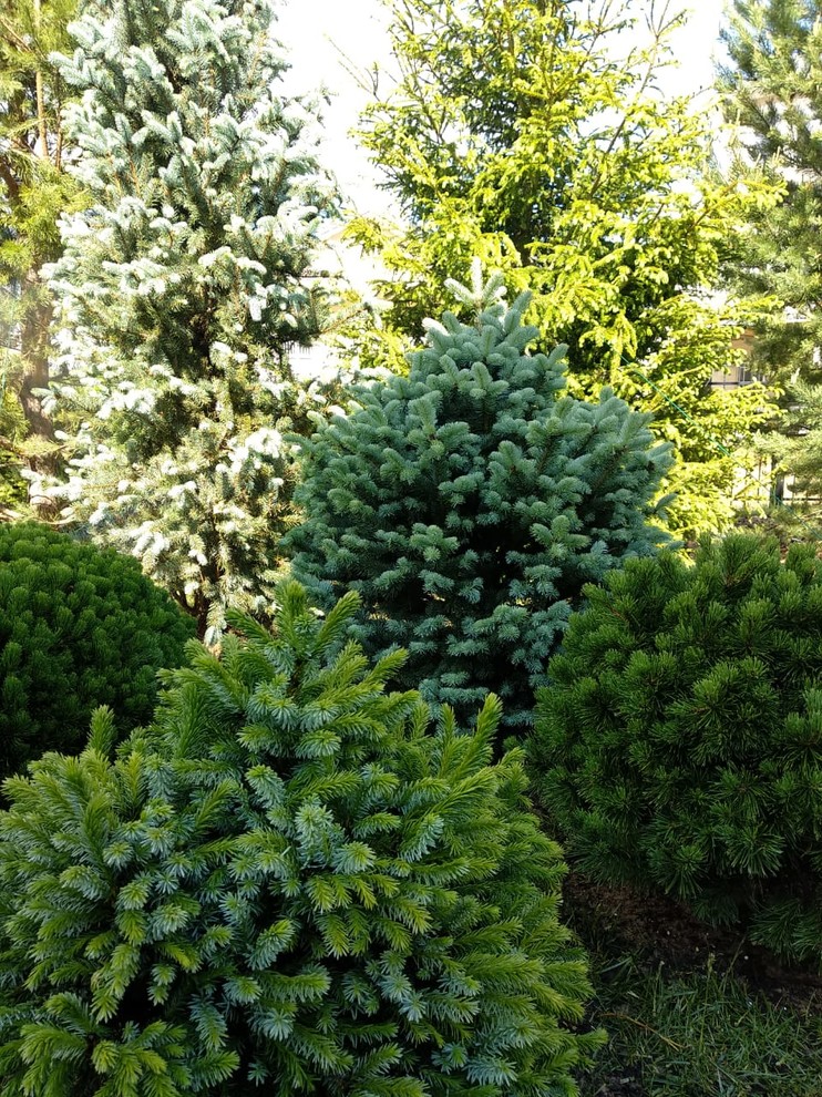 Обложка проекта: Хвойный сад в Новых Вешках.