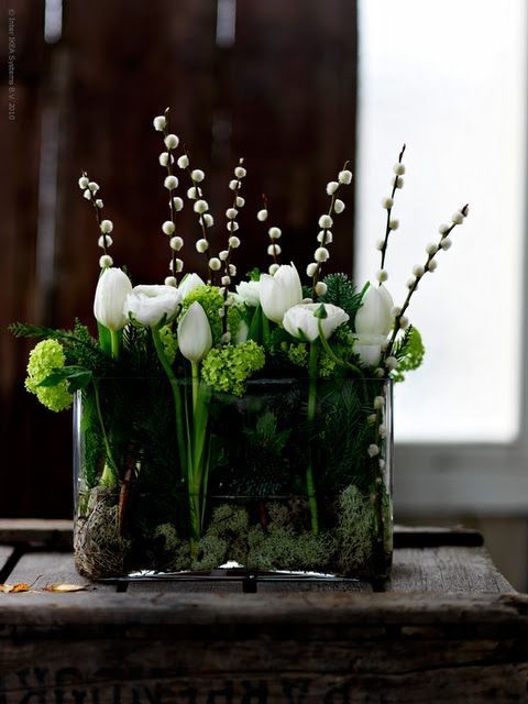 Растение месяца: Тюльпан на подоконнике к 8 Марта