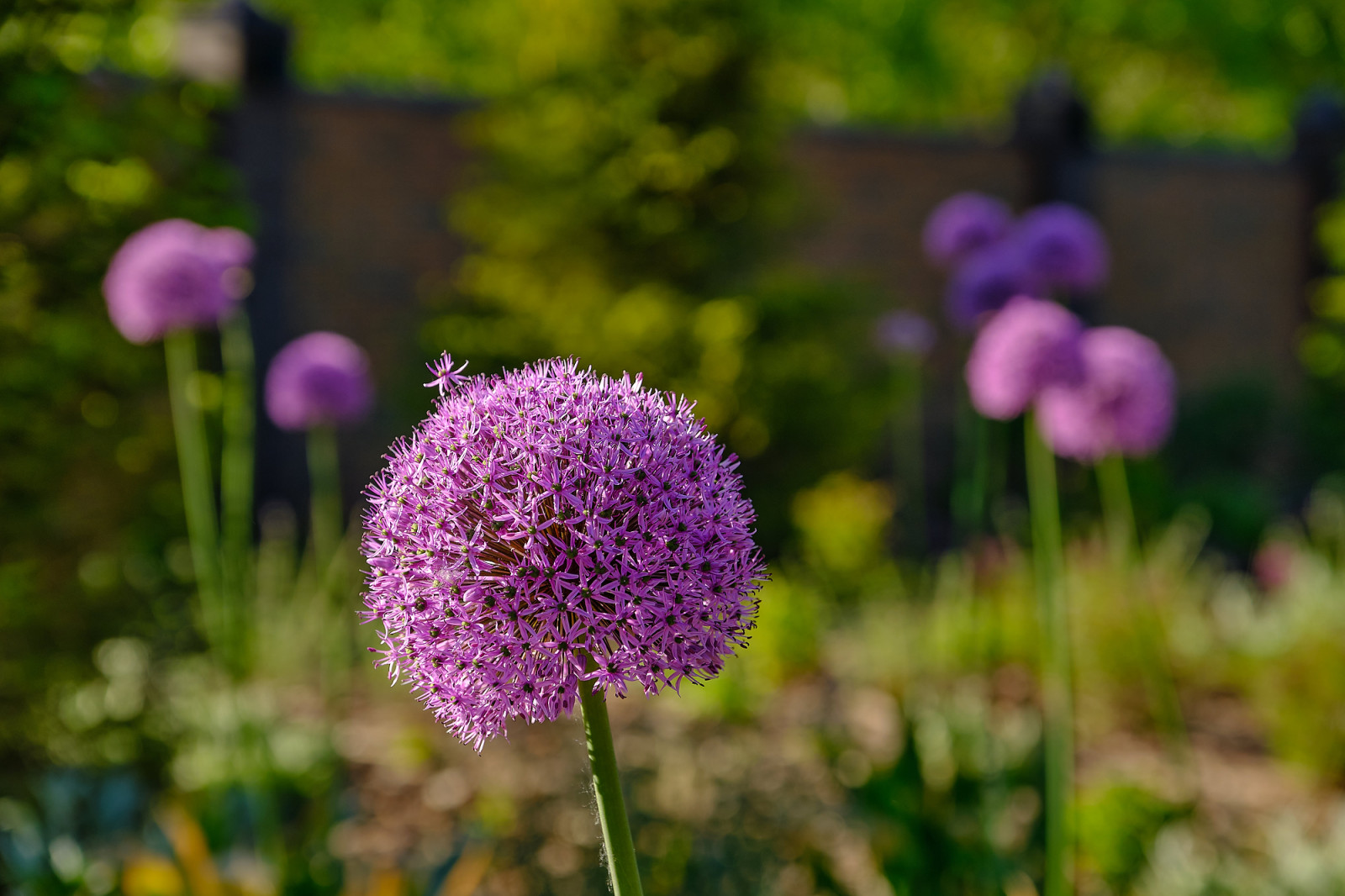 Луки в саду