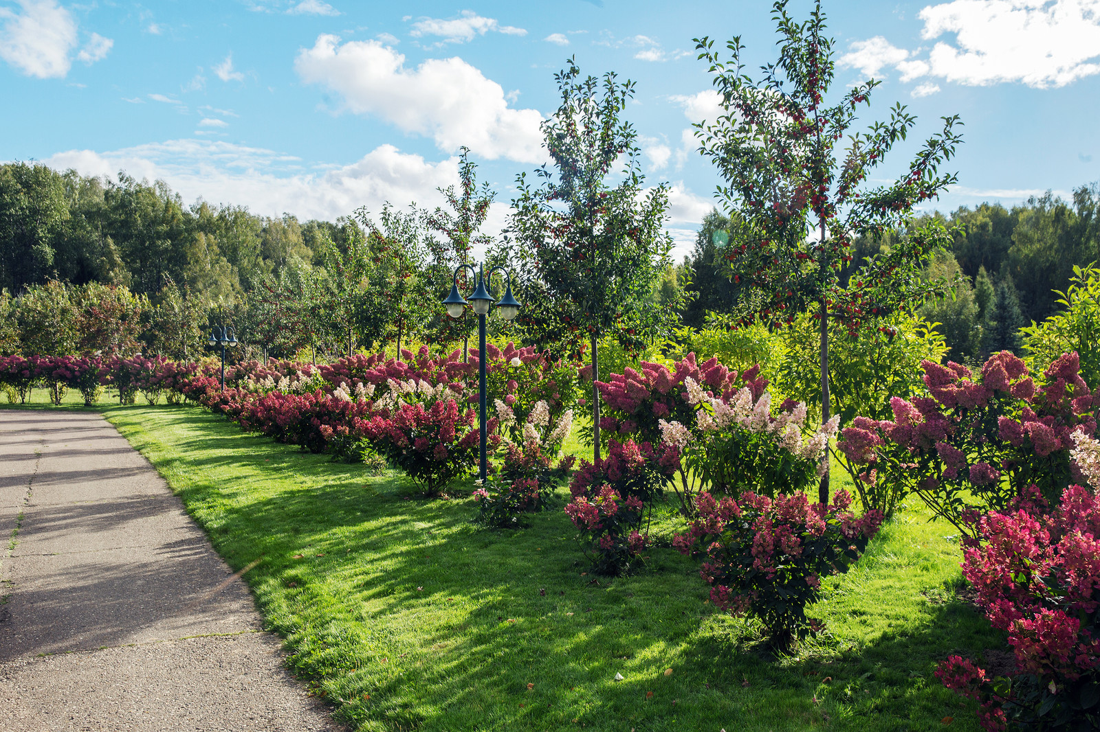 Парк в  Шаховском районе