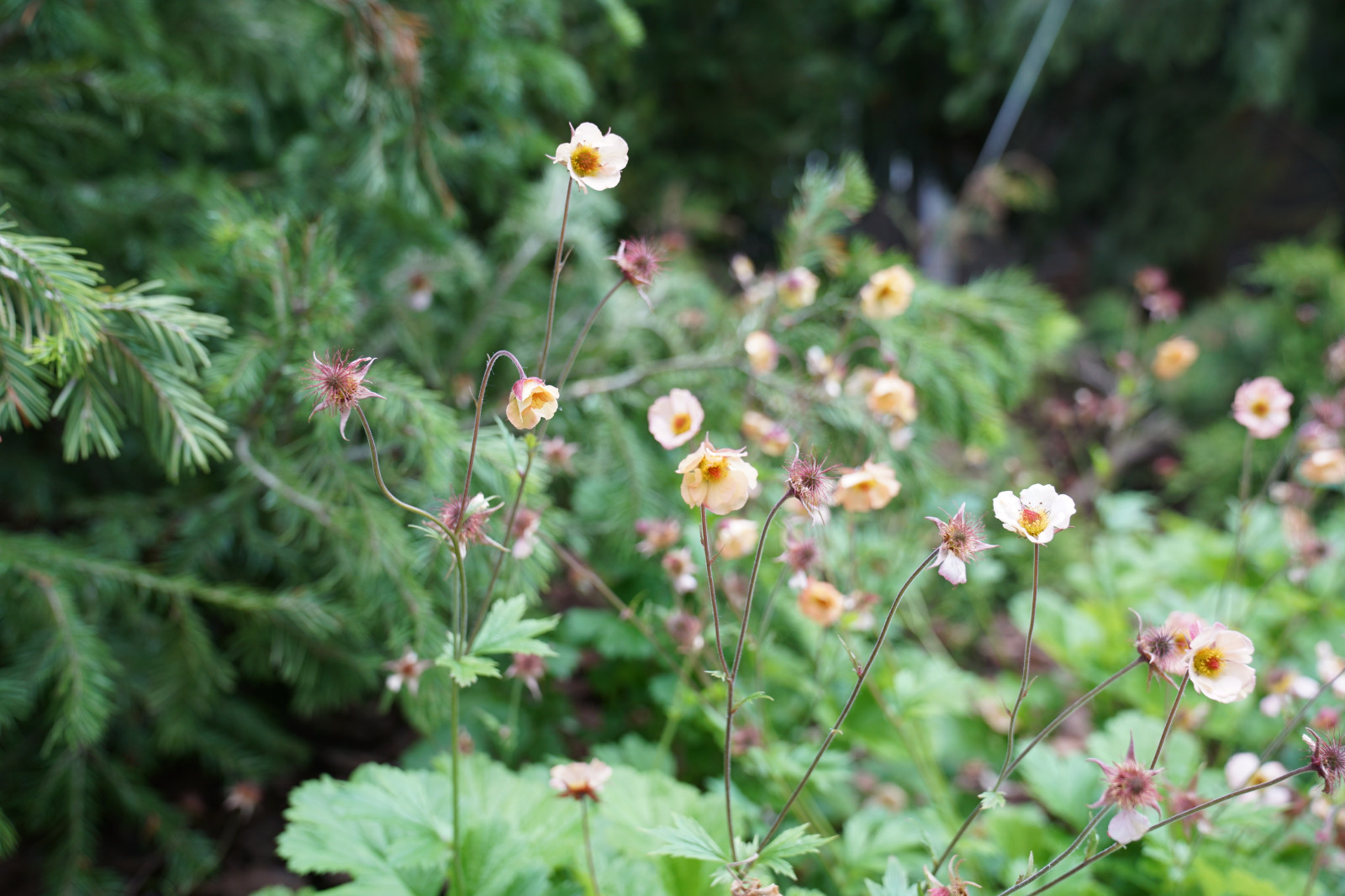 Французский сад. Опалиха. 2021 г.