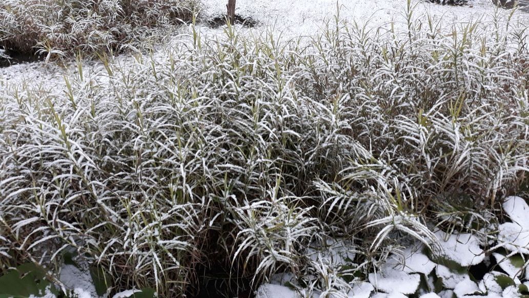 Сад  на холмах