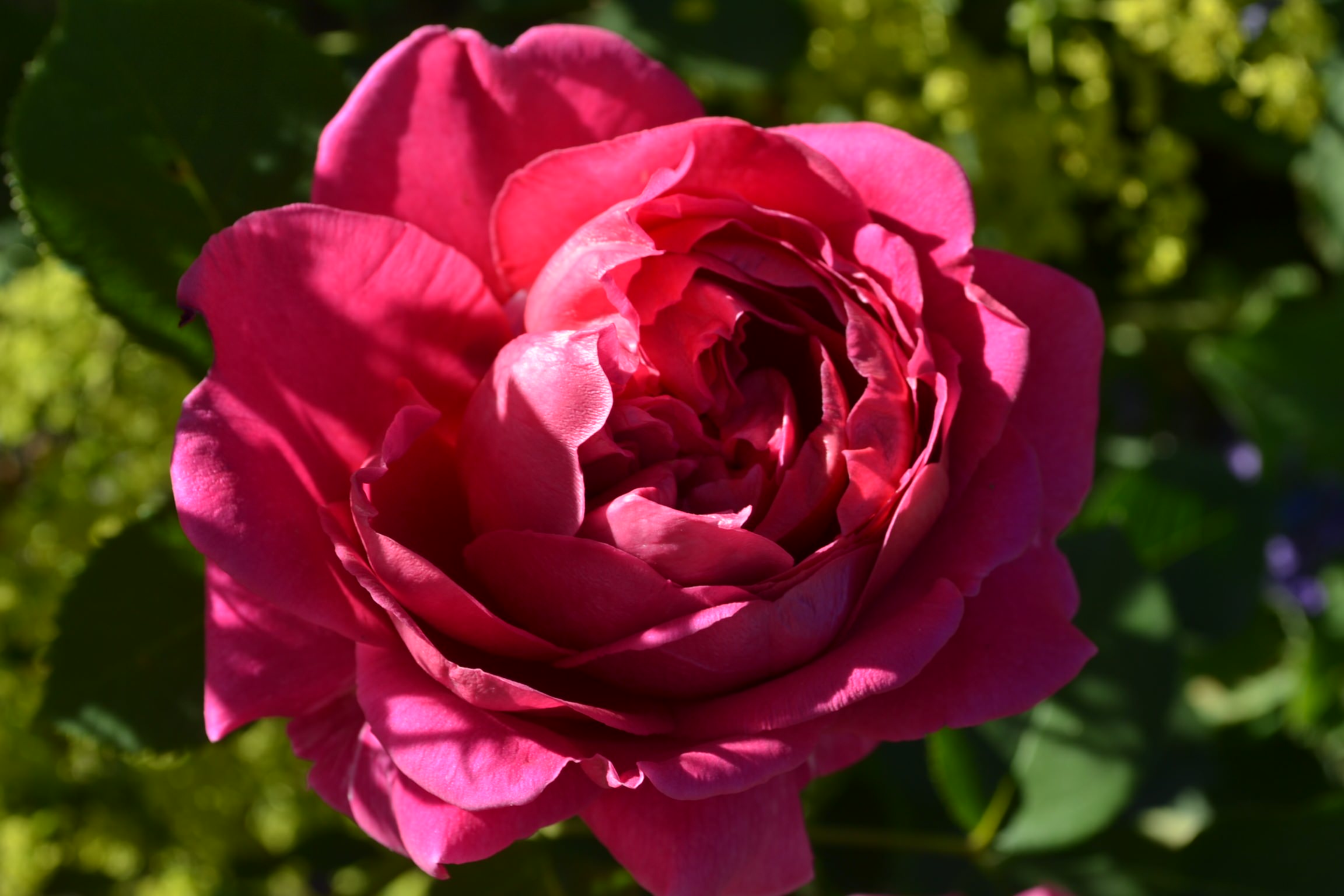 Проект недели: «Сад парфюмера» под Калининградом