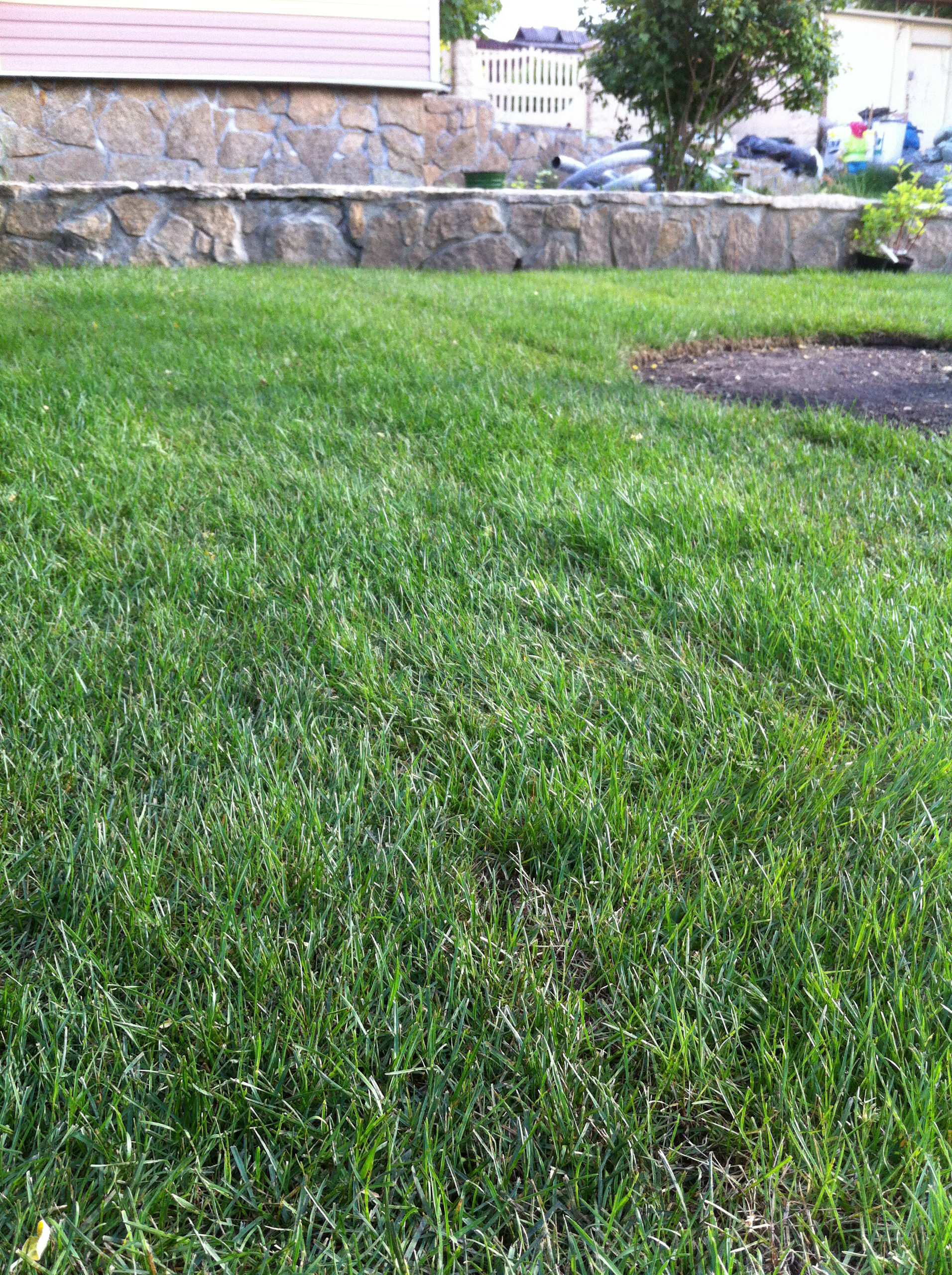 Рулонный газон: Лужайка, которую можно взять с собой