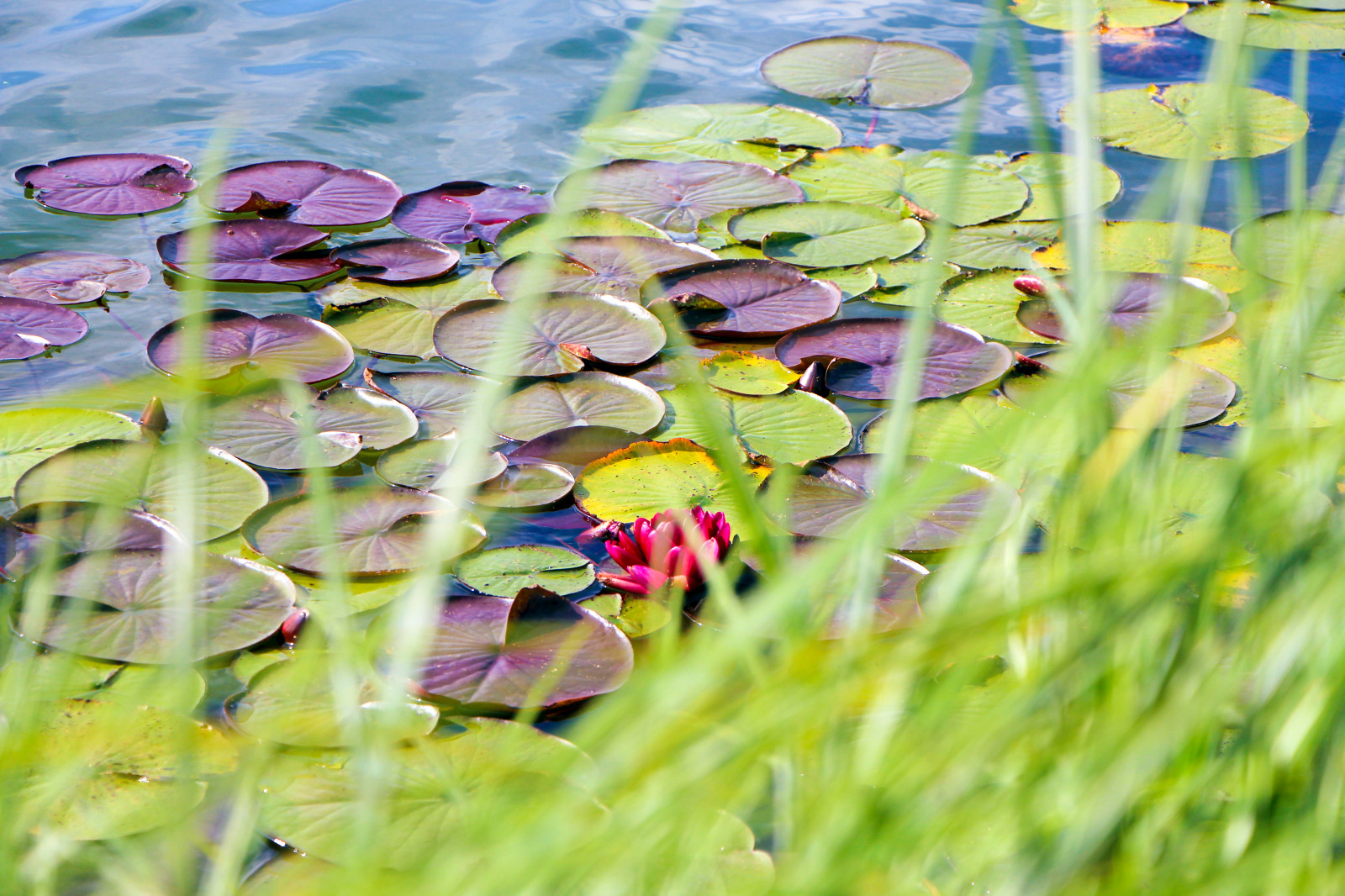 Харламово, 2010-2012 гг.