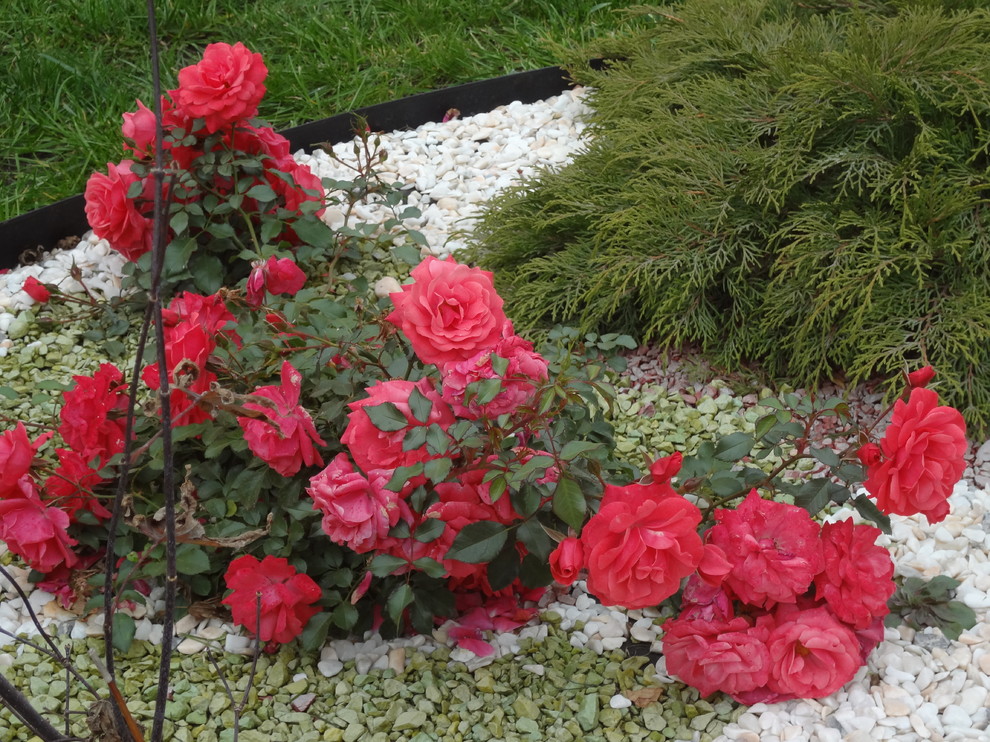 Сила трав: Календарь садовода на июнь