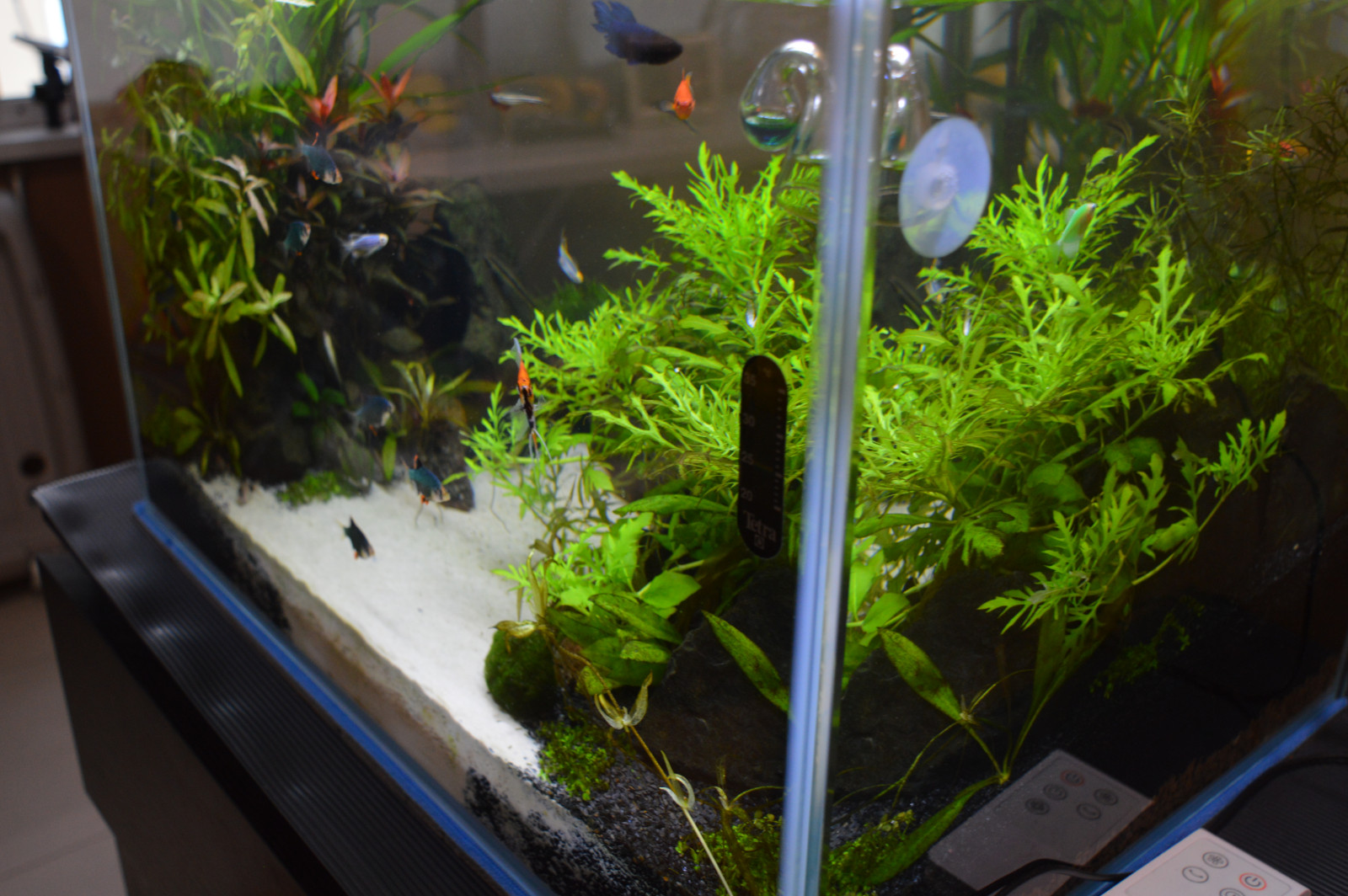 Аквариум (акваскейп) для гостиной