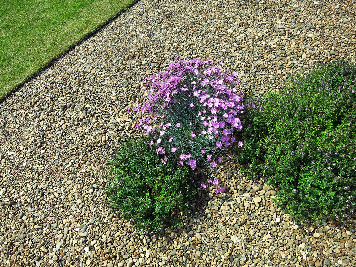 сад в городе