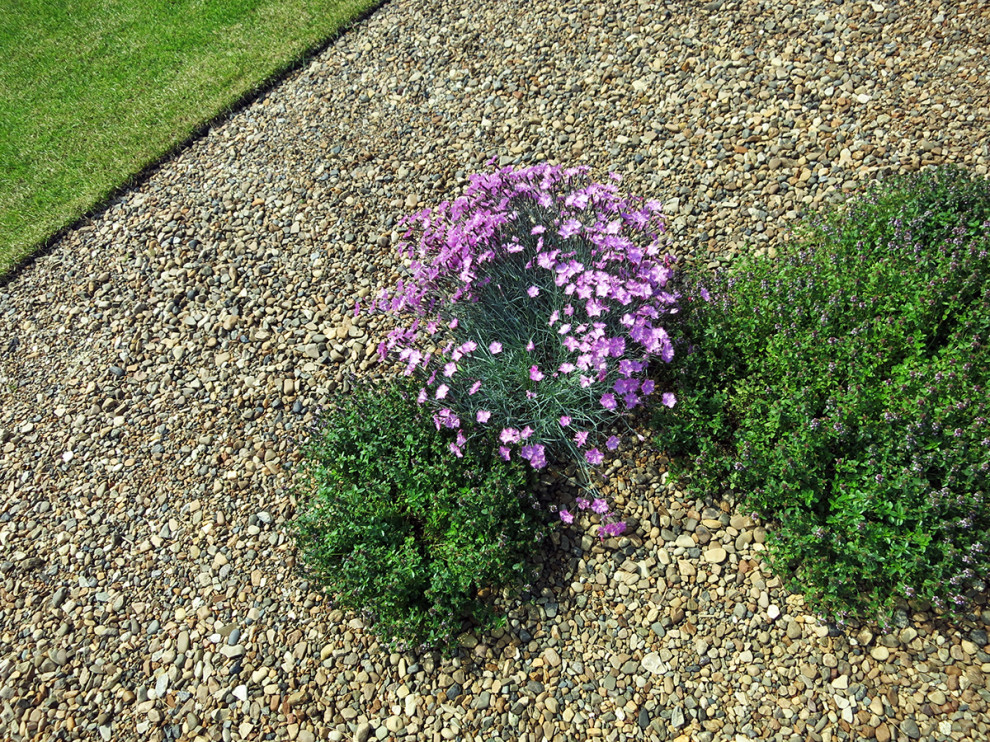 сад в городе