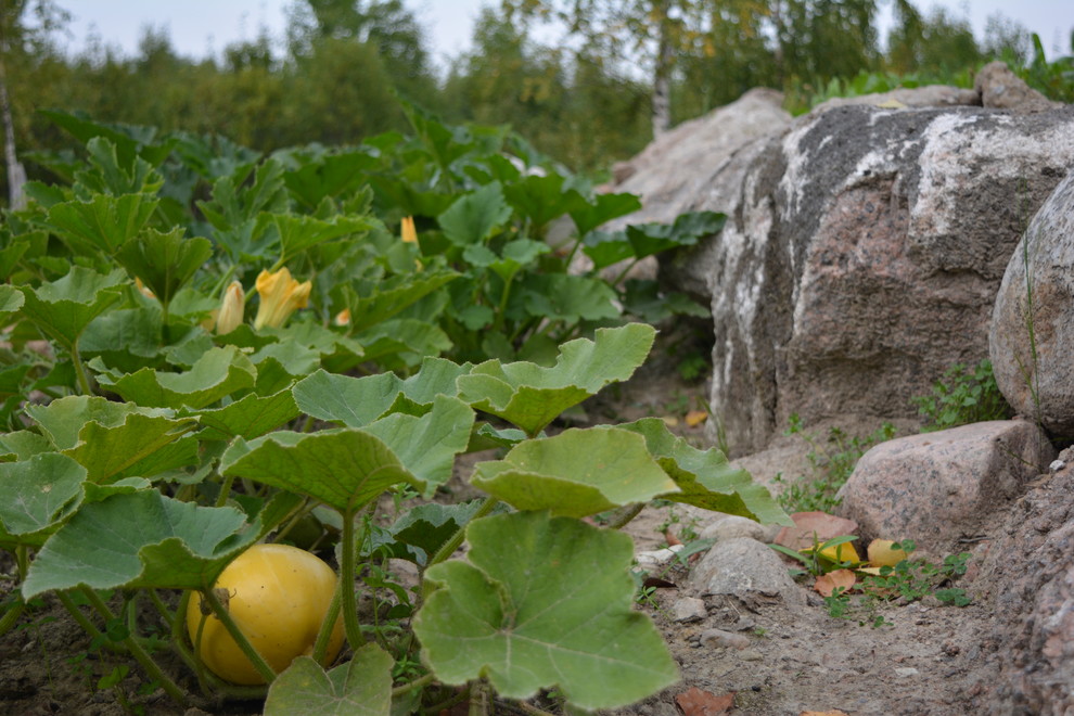 Камень в огород: Как использовать валуны в своем саду