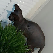 Sph На подоконнике