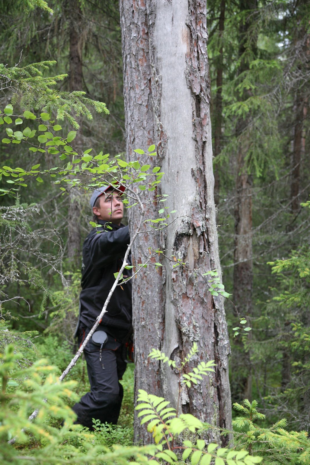 Производство и заготовка