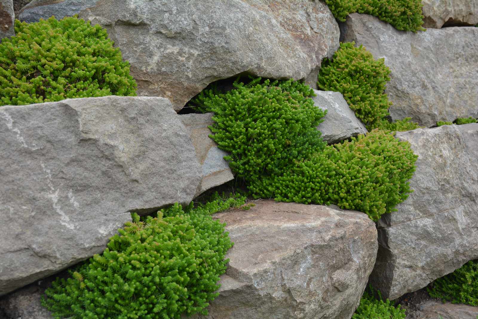 Ново-Николино