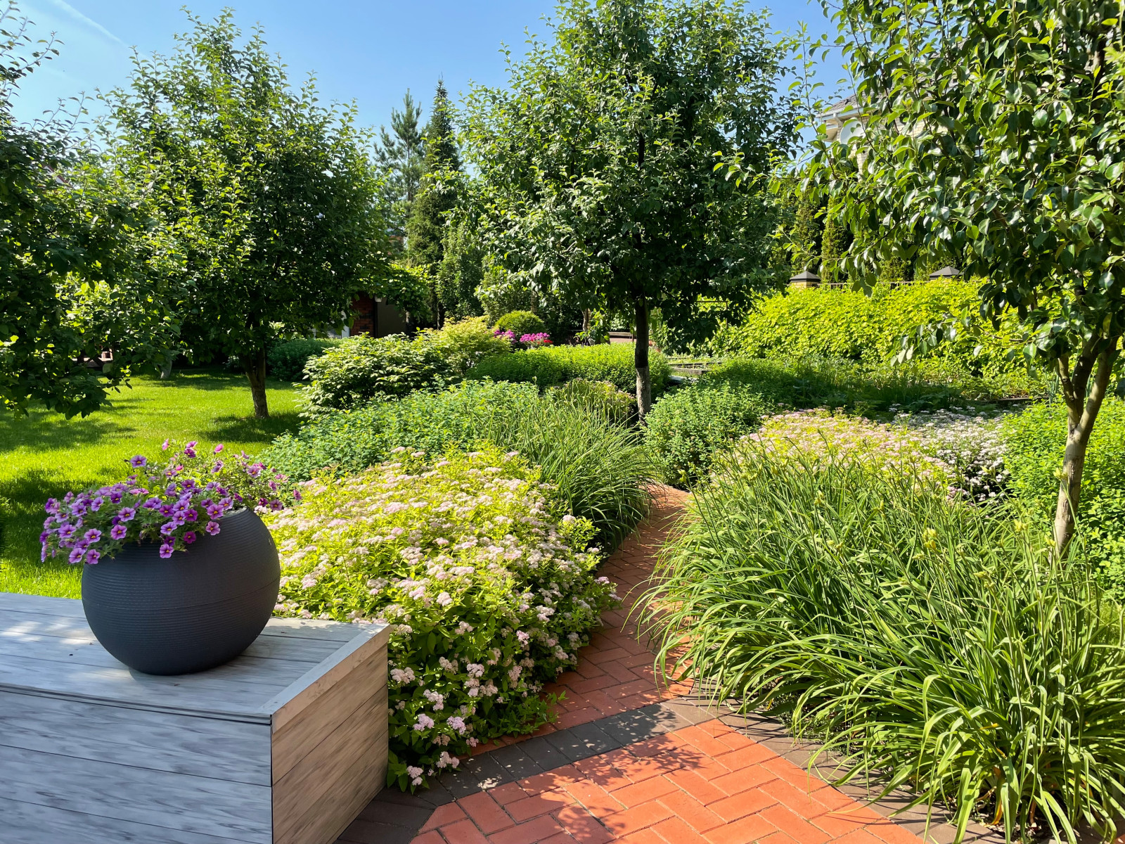 Яблоневый сад. Бурцево, Московская обл.