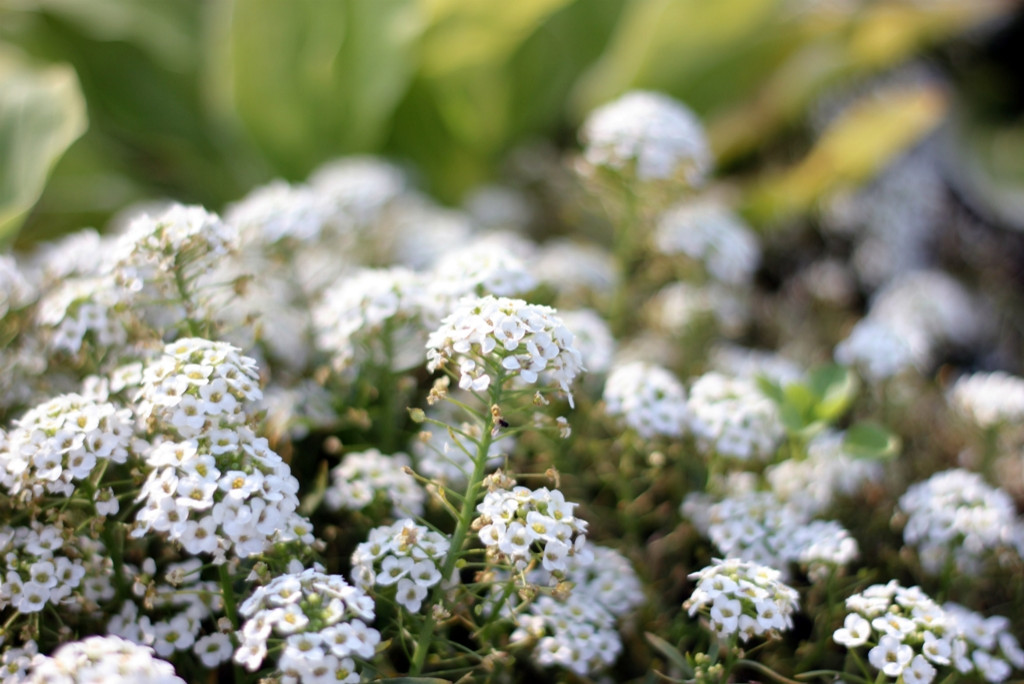 Ландшафт. Цветник в ГБС Москвы (по заказу ландшафтной компании «Формула Сада»)