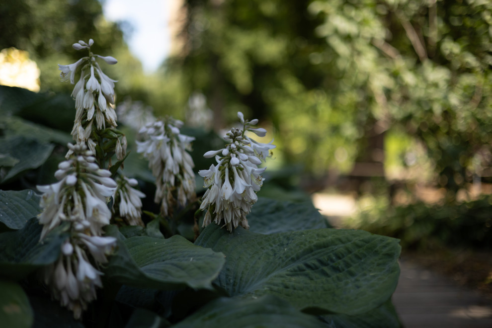 Лесной пейзаж