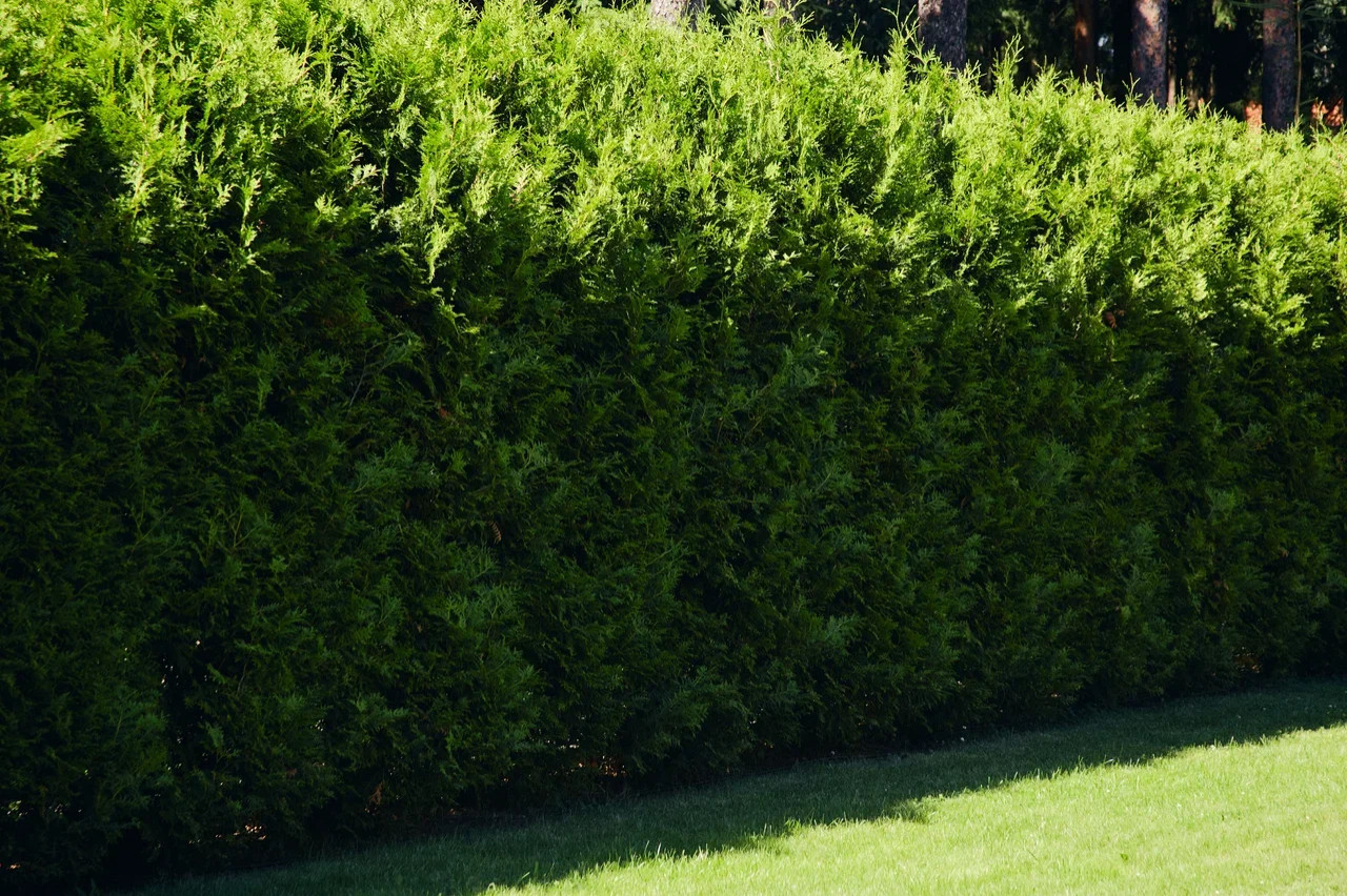 Охтинский сад