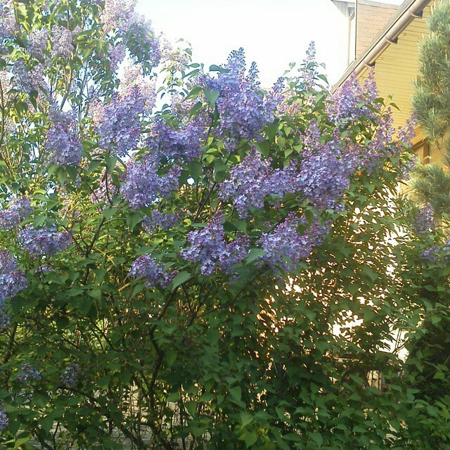 Как правильно: Выбрать и посадить сирень в своем саду