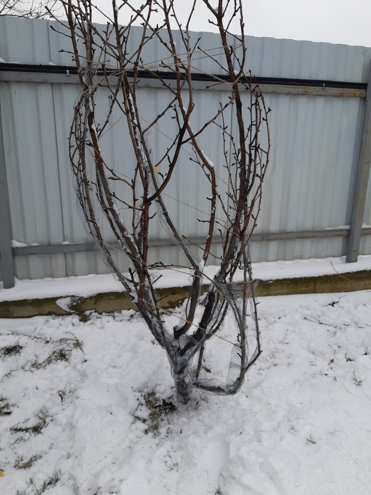 цветники, огород  " Теплые грядки"